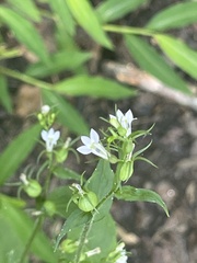 Lobelia inflata
