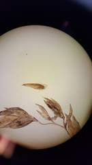 Poa trivialis