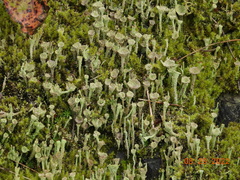 Cladonia pyxidata