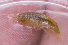 Gammarus lacustris