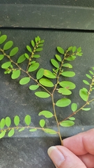 Phyllanthus caroliniensis