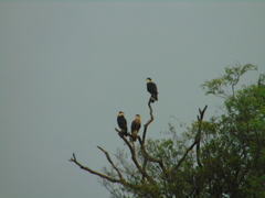 Caracara plancus cheriway