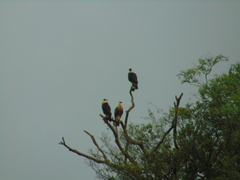 Caracara plancus cheriway