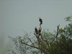 Caracara plancus cheriway