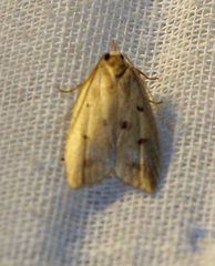 Machimia tentoriferella