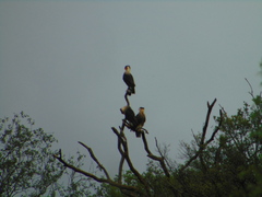 Caracara plancus cheriway