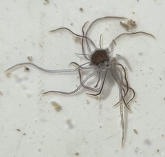 Bunodeopsis globulifera