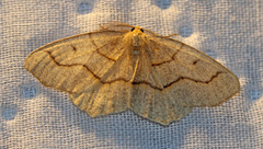 Lambdina fiscellaria