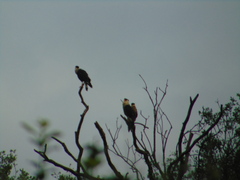 Caracara plancus cheriway
