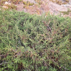 Thymelaea hirsuta
