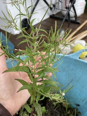 Epilobium coloratum