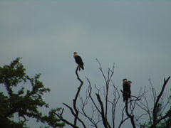 Caracara plancus cheriway