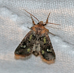 Lacinipolia renigera