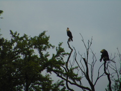 Caracara plancus cheriway