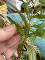 Epilobium coloratum