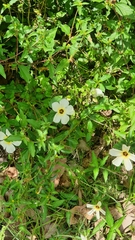 Turnera subulata