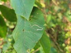 Stigmella betulicola