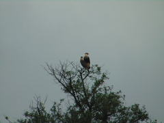 Caracara plancus cheriway
