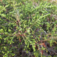 Thymelaea hirsuta