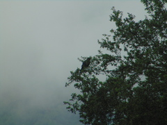 Corvus