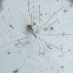 Bunodeopsis globulifera