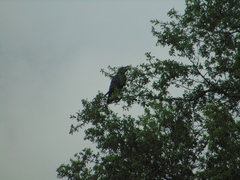 Corvus