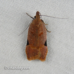 Dichomeris simaoensis