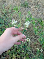 Medicago × varia