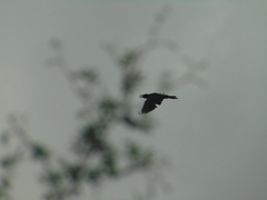Corvus