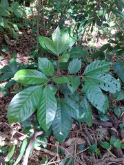 Aglaia rimosa