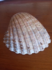 Acanthocardia echinata