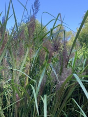 Coleataenia rigidula