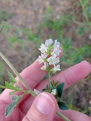Medicago × varia