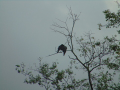 Corvus