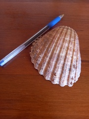 Acanthocardia echinata