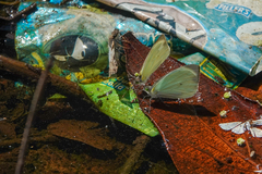 Leptophobia aripa