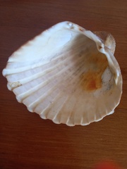 Acanthocardia echinata