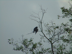 Corvus