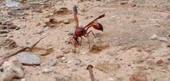 Delta dimidiatipenne