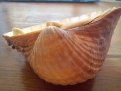 Acanthocardia echinata