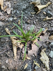 Carex sylvatica