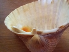 Acanthocardia echinata