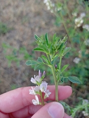 Medicago × varia