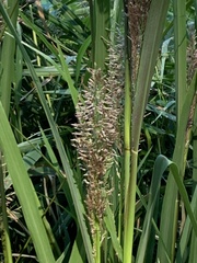 Coleataenia rigidula