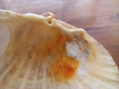 Acanthocardia echinata