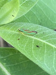 Graphocephala fennahi