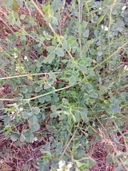 Medicago × varia