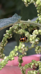 Coccinula quatuordecimpustulata