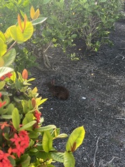 Sylvilagus palustris