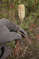 Lilium pensylvanicum